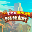 The Dog House: Dog or Alive